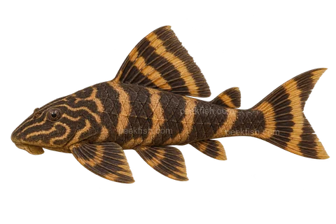 AI illustration of adult Panaqolus maccus in left-facing side view; not a photograph.