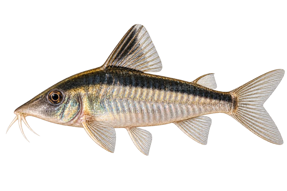 AI illustration of Corydoras narcissus, complete left-facing side view