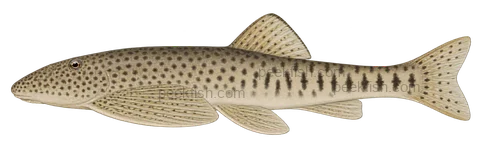 Labigastromyzon fangi: natural-colour left-facing lateral AI illustration, not a photograph; representative adult-form intent, sex unspecified; no specimen, exact-stage or expert identification is claimed.