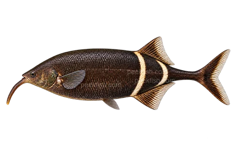AI illustration of Gnathonemus petersii, complete left-facing side view