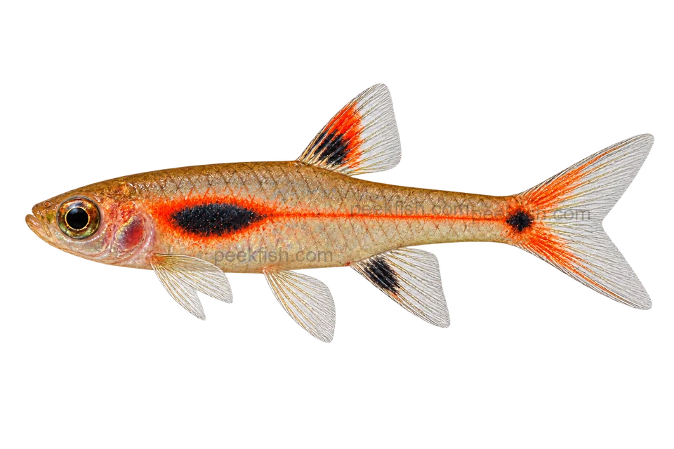 Phoenix rasbora — left-facing AI-generated natural-coloured adult male, not a photograph