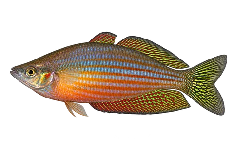 Melanotaenia splendida, natural-form representative in left-facing lateral AI illustration; not a photograph.