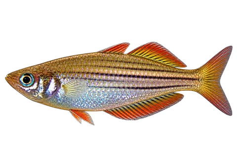 Melanotaenia maccullochi完整左向侧面AI示意图