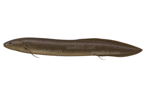 South American lungfish, adult natural-colour left-facing AI illustration