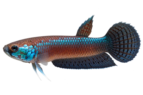 Betta unimaculata完整左向侧面AI示意图