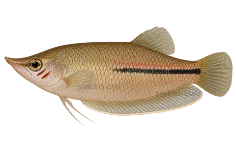 AI illustration of Sphaerichthys acrostoma, complete left-facing side view