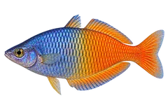 Melanotaenia boesemani (Melanotaenia boesemani) AI示意图