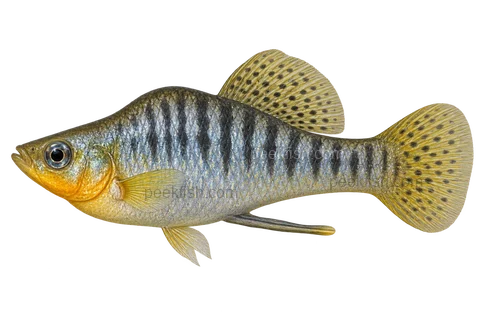 Limia nigrofasciata — natural-type adult male, left-facing AI illustration