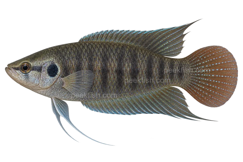 Roundtail paradise fish — natural-colour adult male; AI-generated side-view illustration
