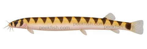 Pangio cuneovirgata: natural-colour, left-facing lateral AI illustration, not a photograph; intended representative adult form, female-form intent; no specimen, exact-stage or expert identification is claimed.