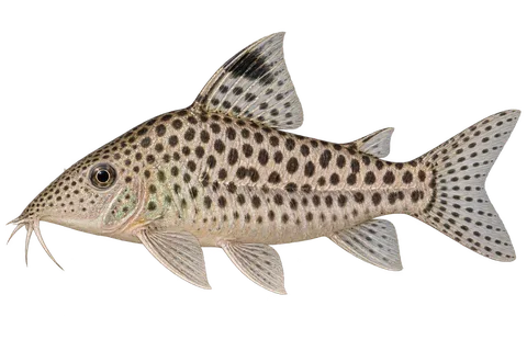 Brochis leopardus完整左向侧面AI示意图