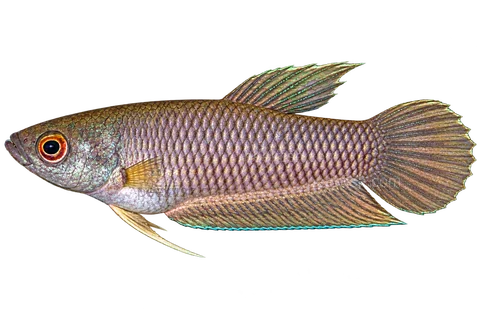 AI illustration of Betta spilotogena, complete left-facing side view