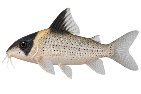 AI illustration of Hoplisoma melanistium, complete left-facing side view