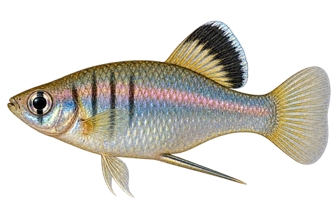 Phallichthys amates 成年雄鱼左向AI示意图,银蓝体形、淡竖纹、黑边背鳍和长交接器。