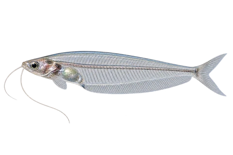 Glass catfish (Kryptopterus vitreolus), AI side-view illustration, sex unspecified, adult natural form, left-facing