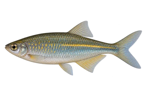 Bengal danio — left-facing AI-generated natural-coloured adult male, not a photograph