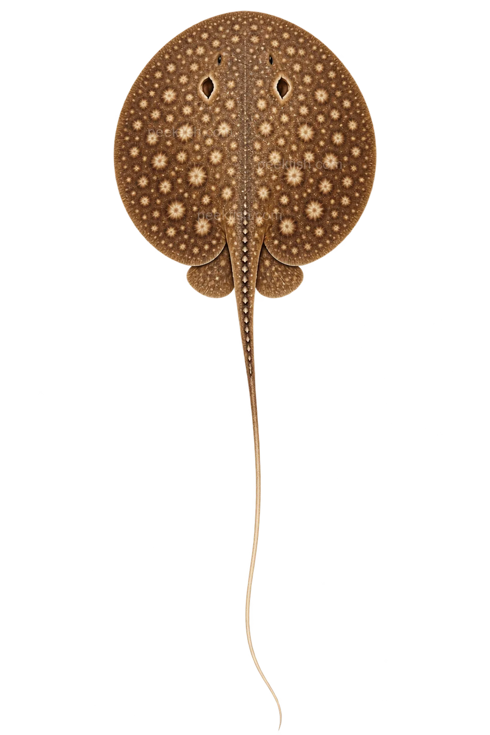 Plesiotrygon iwamae — dorsal top-down AI illustration, head up, complete disc and tail down; not a photograph