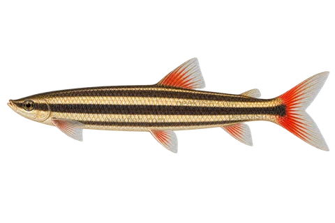 Striped headstander — left-facing natural adult, AI-generated illustration