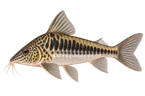 AI illustration of Corydoras fowleri, complete left-facing side view