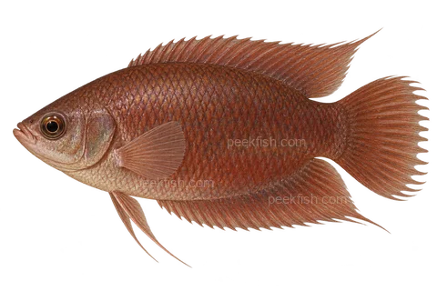 Ceylonese combtail — natural reddish adult, sex unspecified; AI-generated left-facing illustration.