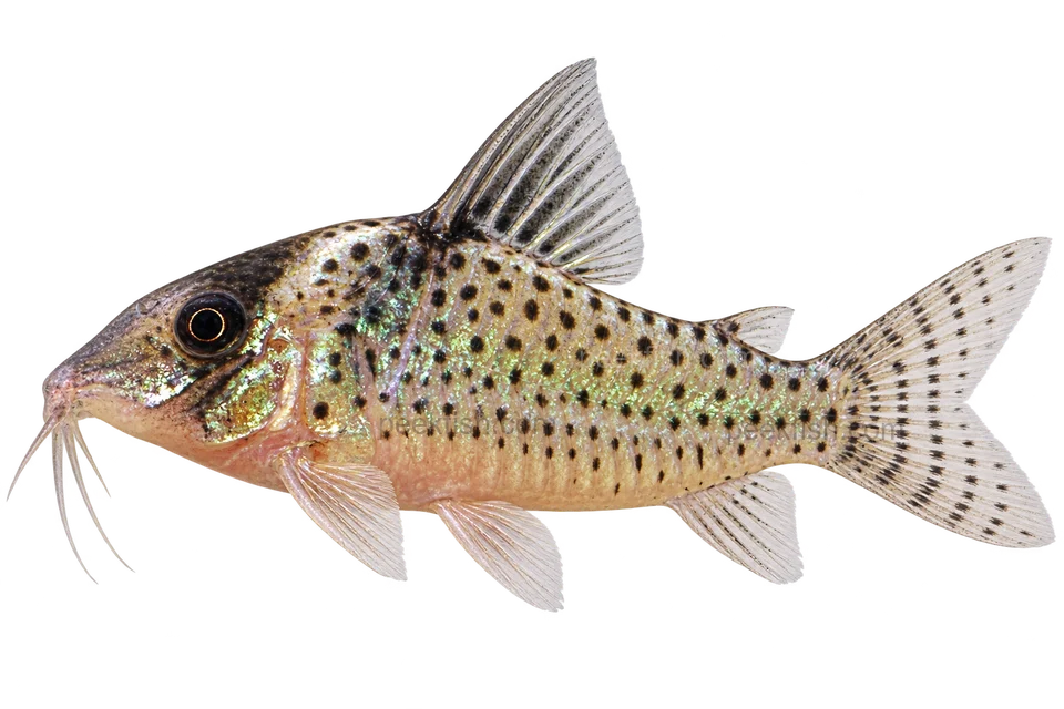 Brochis crimmeni left-facing AI illustration