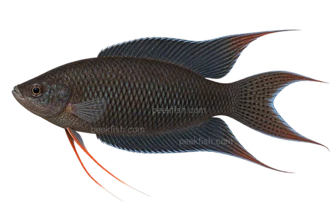 AI illustration of Macropodus spechti, complete left-facing side view