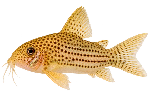 Hoplisoma eversi left-facing AI illustration