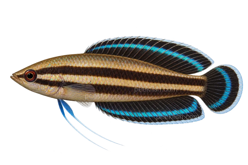 AI illustration of Parosphromenus bintan, complete left-facing side view