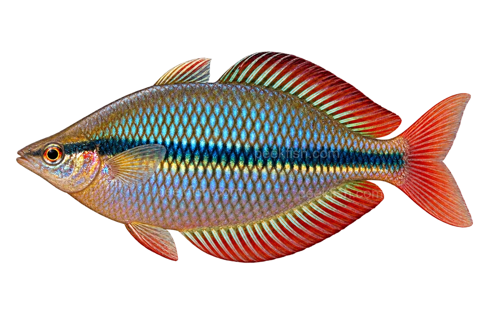 Melanotaenia trifasciata, natural-form representative in left-facing lateral AI illustration; not a photograph.