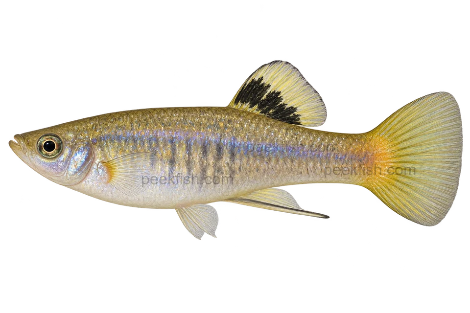 Left-facing adult male Poecilia caucana AI illustration with a silver blue-violet body and yellow dorsal bearing a black basal patch.