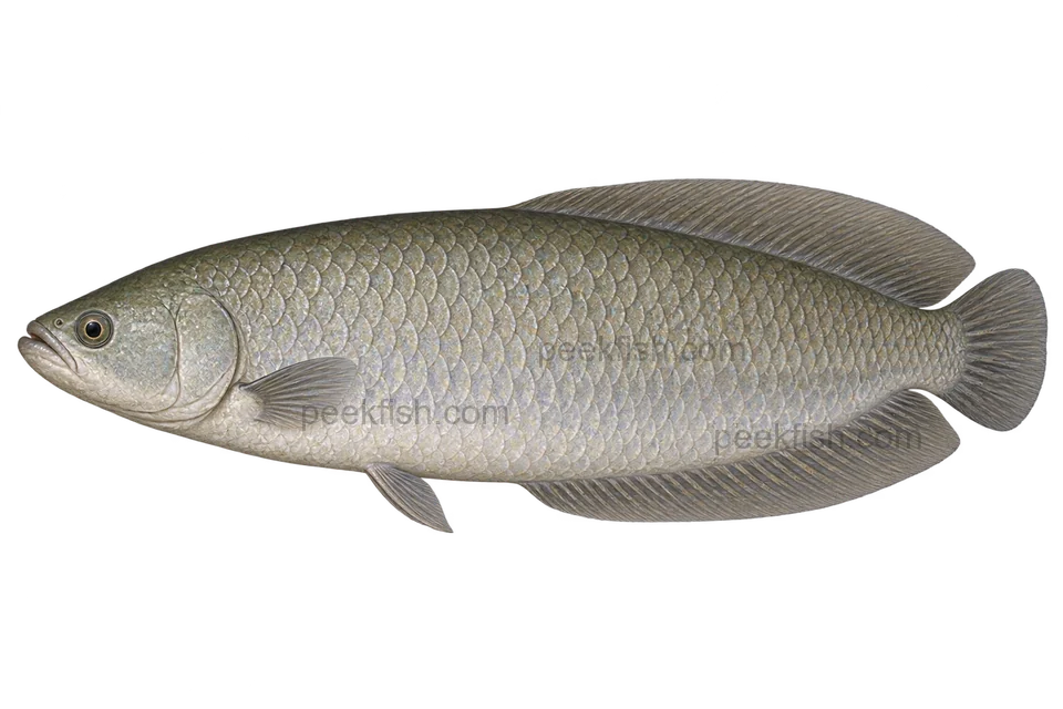 African bonytongue adult representative natural form, left-facing transparent AI illustration without chin barbels