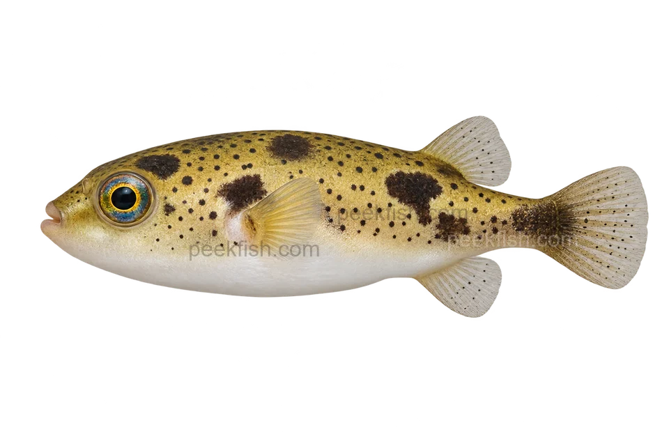 Carinotetraodon imitator(Carinotetraodon imitator)自然成体左向侧面AI示意图