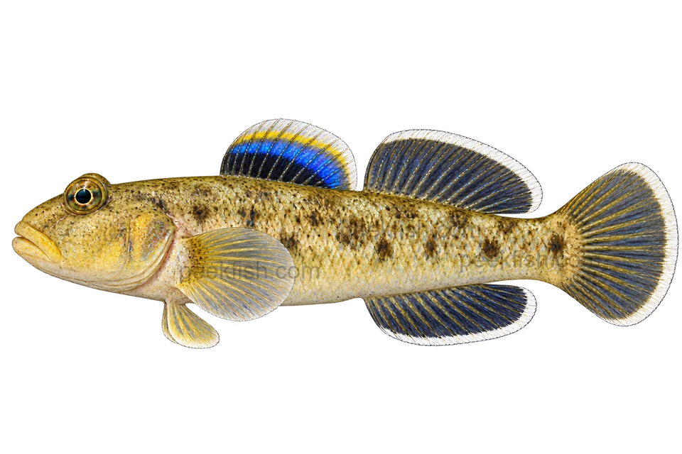 沙漠虾虎 (Chlamydogobius eremius) AI示意图