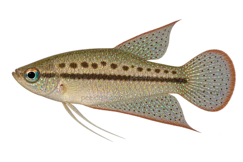 Sparkling gourami — natural-colour adult male; AI-generated left-facing side-view illustration
