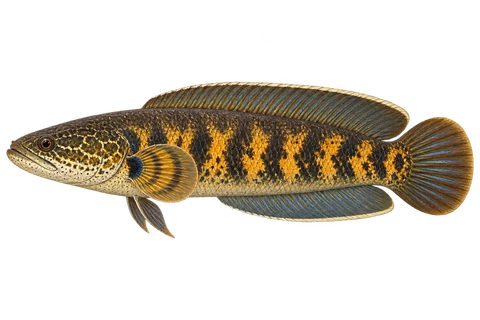 Orange-spotted snakehead — Natural adult, sex unspecified; golden-orange flank patches and pelvic fins present; AI-generated illustration.