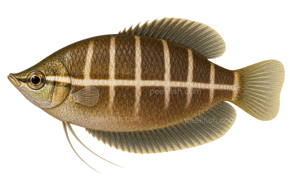 AI illustration of Sphaerichthys selatanensis, complete left-facing side view
