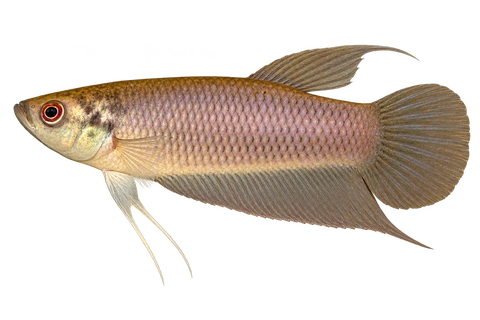 Betta renata完整左向侧面AI示意图