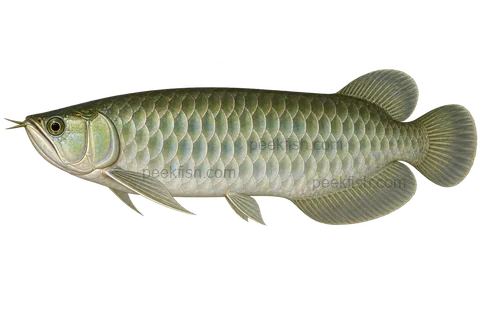 Asian arowana adult wild-type left-facing transparent AI illustration