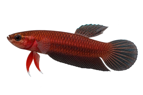 Betta miniopinna完整左向侧面AI示意图
