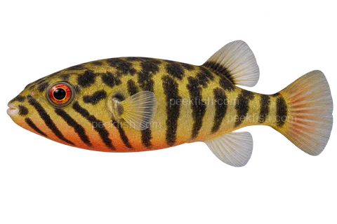 Striped redeye puffer (Carinotetraodon salivator), left-facing adult AI illustration
