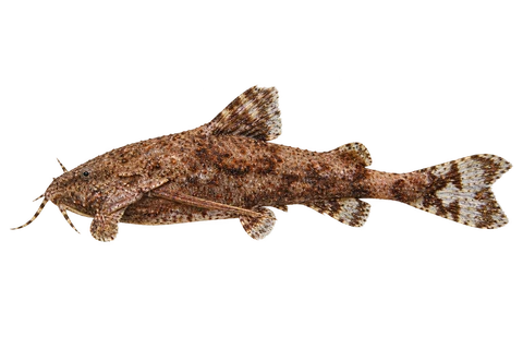 侏儒锚鲶（Erethistes jerdoni）自然型成体左向侧面AI示意图