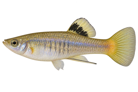 Poecilia caucana 成年雄鱼左向AI示意图,银灰蓝紫体侧、黄色背鳍黑色基斑。