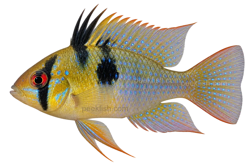 Ram cichlid, normal-bodied German blue male, left-facing AI illustration