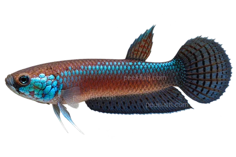 AI illustration of Betta unimaculata, complete left-facing side view