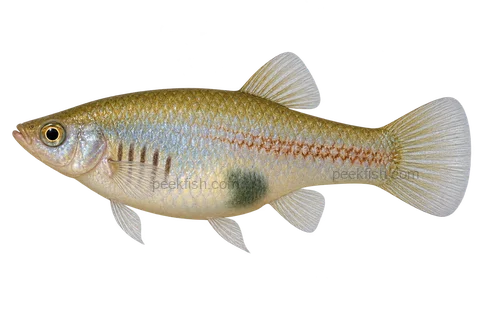 Left-facing adult female Xiphophorus andersi AI illustration with silver-gold body, short anterior marks and rear abdominal patch.
