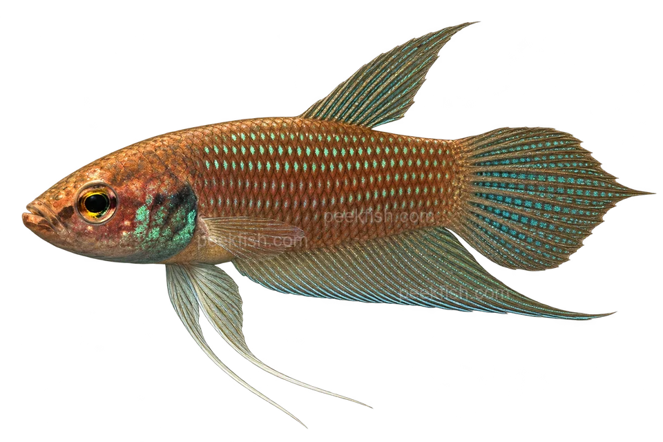Betta ferox完整左向侧面AI示意图