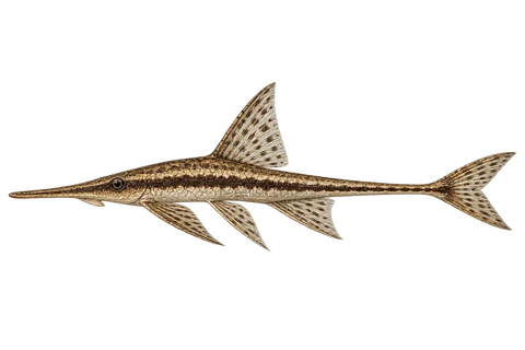 AI illustration of adult Sturisomatichthys panamensis in left-facing side view; not a photograph.