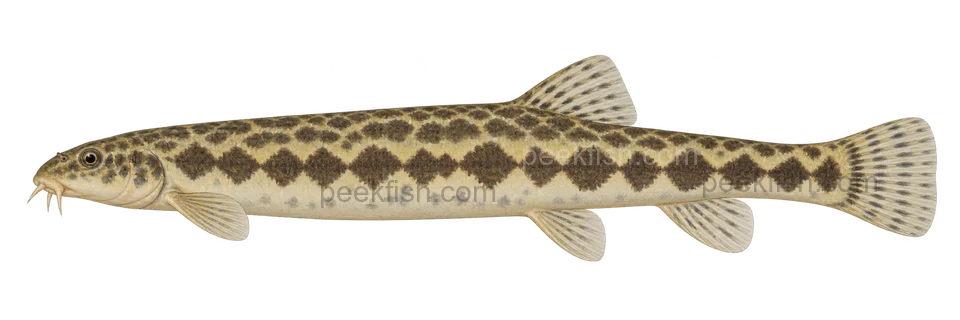 Niwaella delicata: natural-colour, left-facing lateral AI illustration, not a photograph; intended representative adult form, sex unspecified; no specimen, exact-stage or expert identification is claimed.