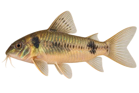 Hoplisoma ehrhardti完整左向侧面AI示意图