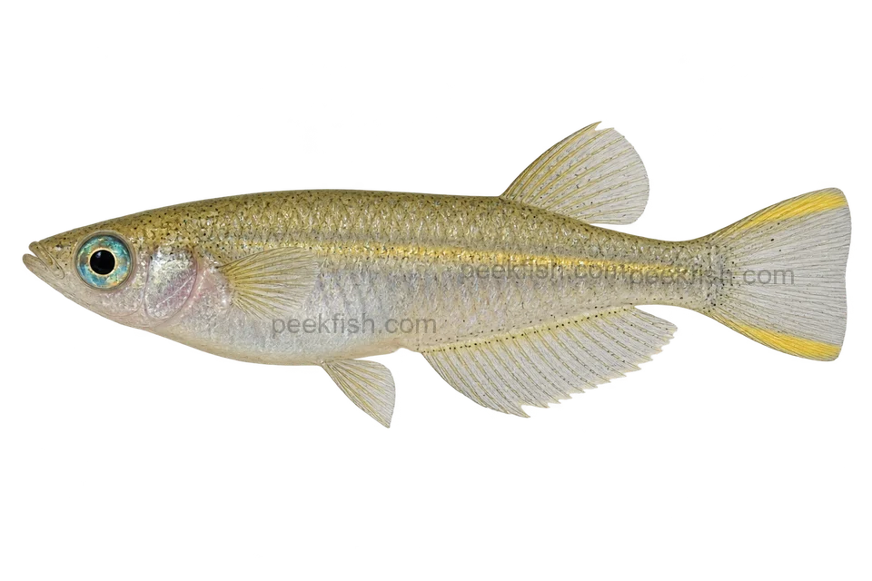Javanese ricefish, natural adult male with yellow tail bands, left-facing AI illustration